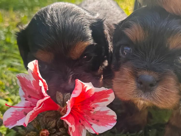 STKIRSTELLE Cavalier King Charles Spaniels