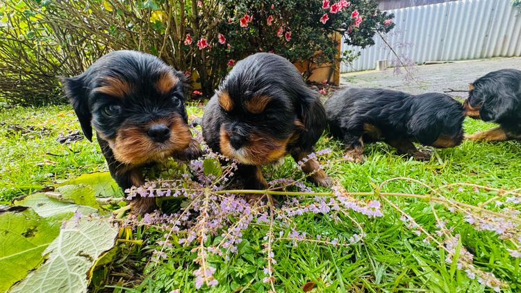 STKIRSTELLE Cavalier King Charles Spaniels