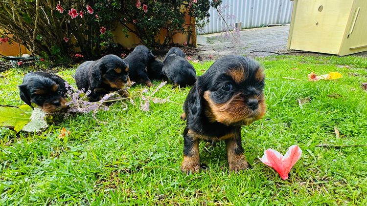 STKIRSTELLE Cavalier King Charles Spaniels