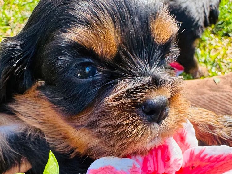 STKIRSTELLE Cavalier King Charles Spaniels