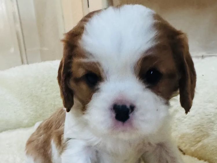 STKIRSTELLE Cavalier King Charles Spaniels