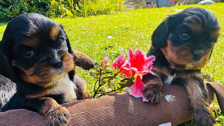 STKIRSTELLE Cavalier King Charles Spaniels