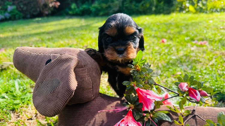 STKIRSTELLE Cavalier King Charles Spaniels