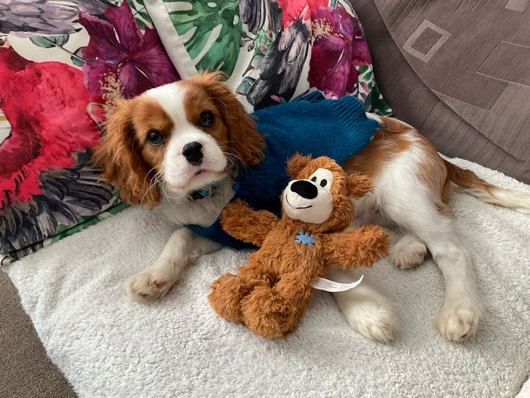 STKIRSTELLE Cavalier King Charles Spaniels