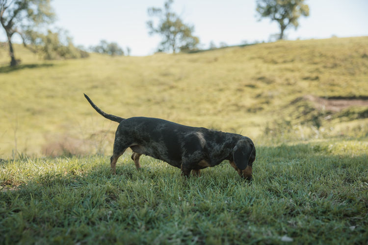 Cyran Canines Miniature Dachshunds (MDBA)