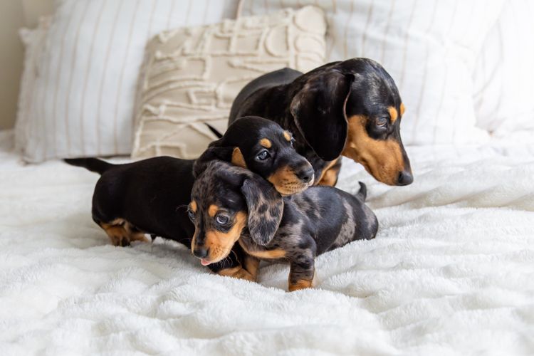 Cyran Canines Miniature Dachshunds (MDBA)