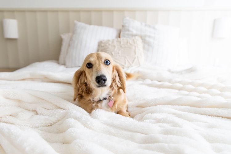 Cyran Canines Miniature Dachshunds (MDBA)