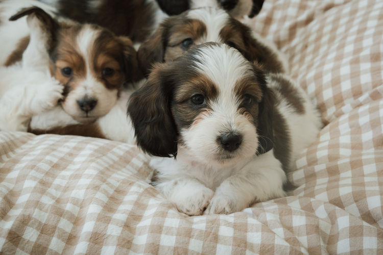 Cyran Canines Miniature Dachshunds (MDBA)