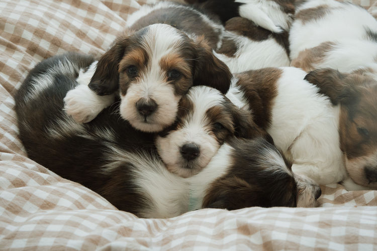Cyran Canines Miniature Dachshunds (MDBA)