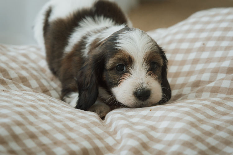 Cyran Canines Miniature Dachshunds (MDBA)