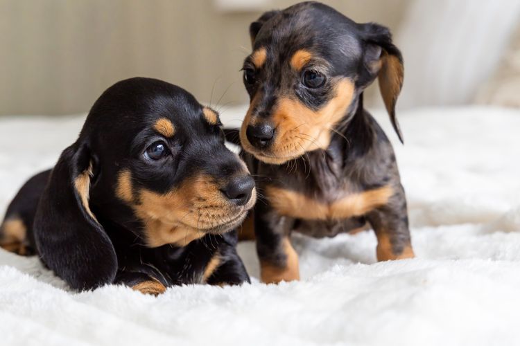 Cyran Canines Miniature Dachshunds (MDBA)