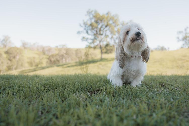 Cyran Canines Miniature Dachshunds (MDBA)