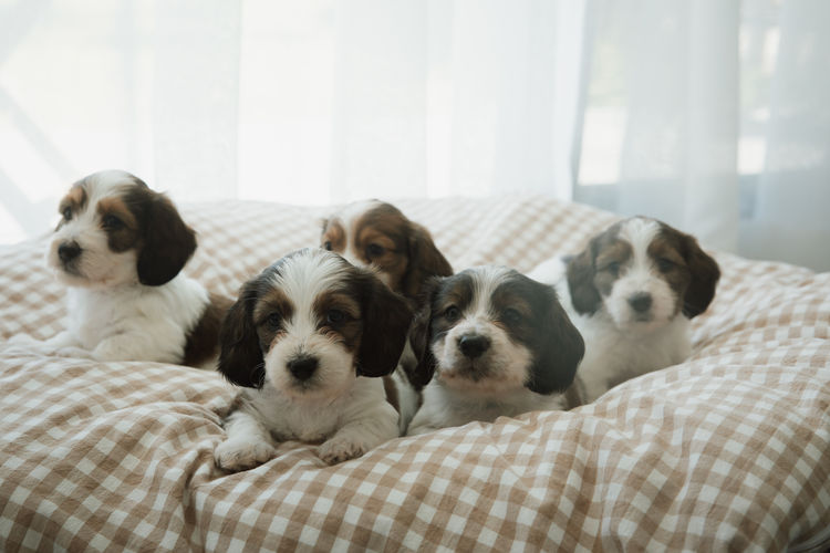 Cyran Canines Miniature Dachshunds (MDBA)