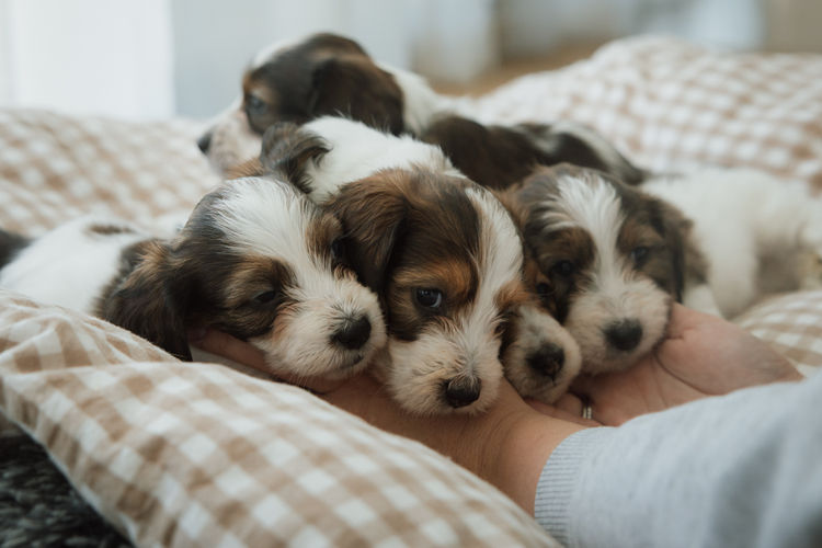 Cyran Canines Miniature Dachshunds (MDBA)
