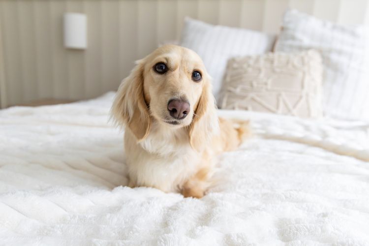 Cyran Canines Miniature Dachshunds (MDBA)