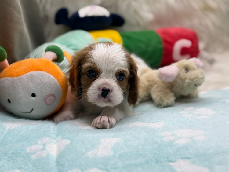 Pudoru Cavalier King Charles Spaniels