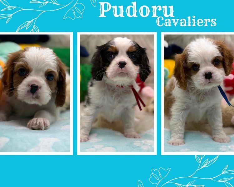 Pudoru Cavalier King Charles Spaniels