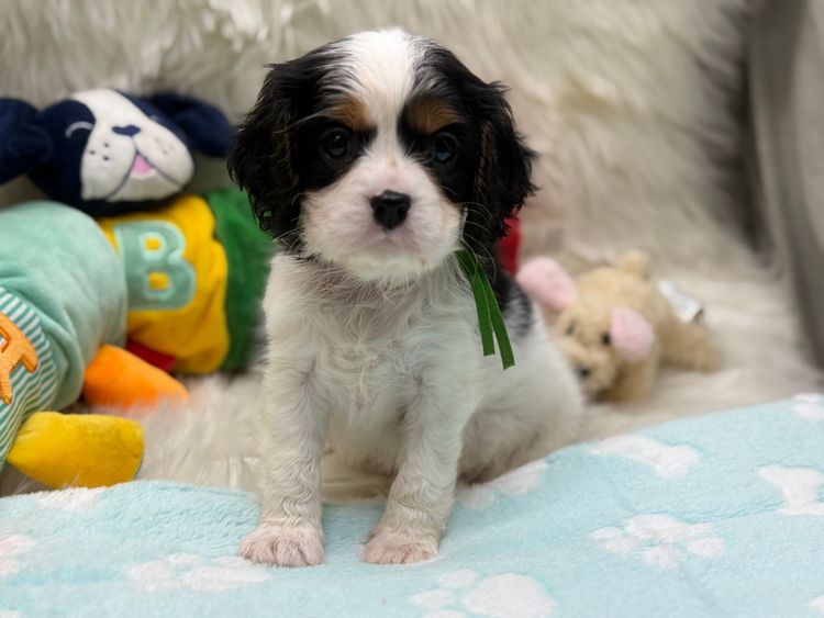 Pudoru Cavalier King Charles Spaniels