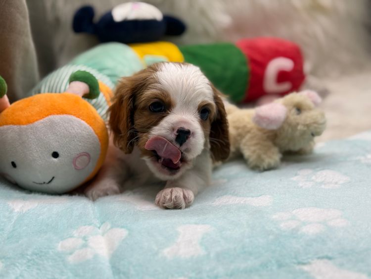 Pudoru Cavalier King Charles Spaniels