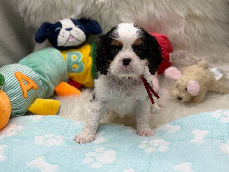 Pudoru Cavalier King Charles Spaniels