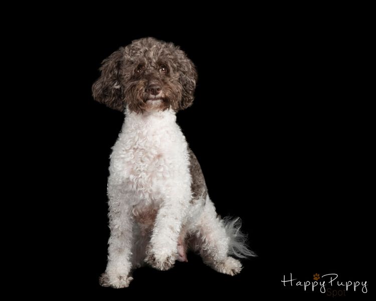Brisbane's Happy Puppy Spot Mini Parti Poodles