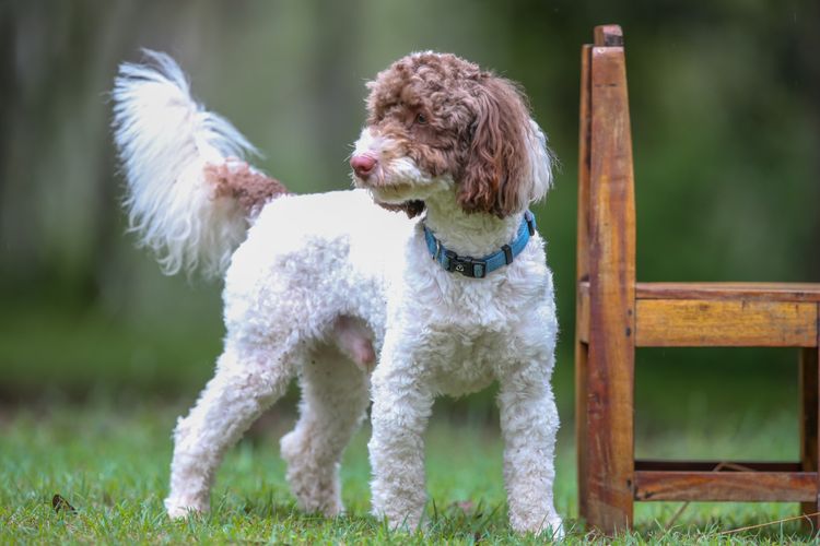 Brisbane's Happy Puppy Spot Mini Parti Poodles