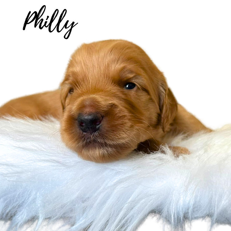 Daley Connections Australian Cobberdogs