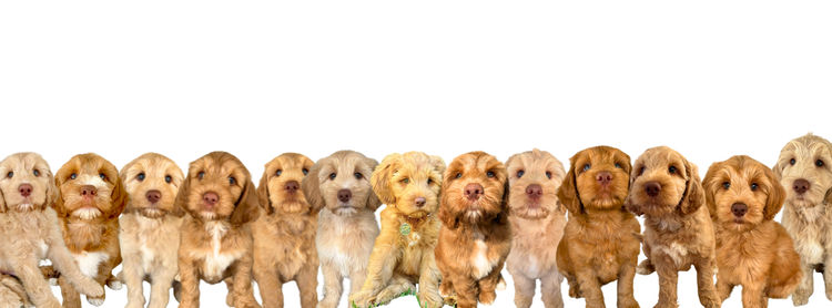 Daley Connections Australian Cobberdogs