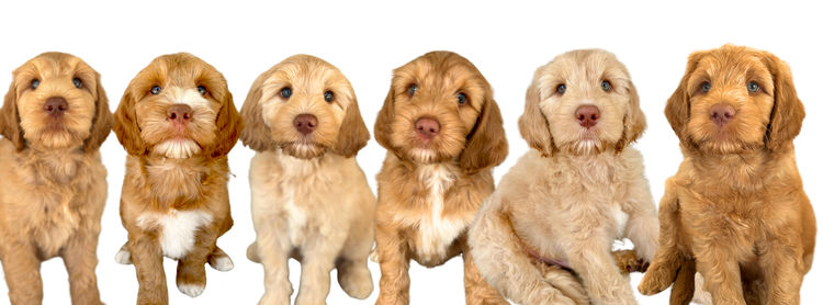 Daley Connections Australian Cobberdogs