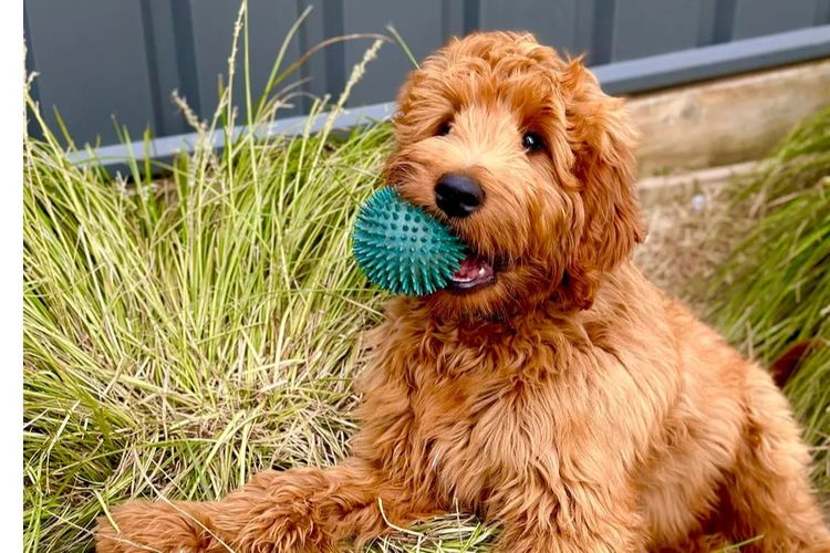 Daley Connections Australian Cobberdogs