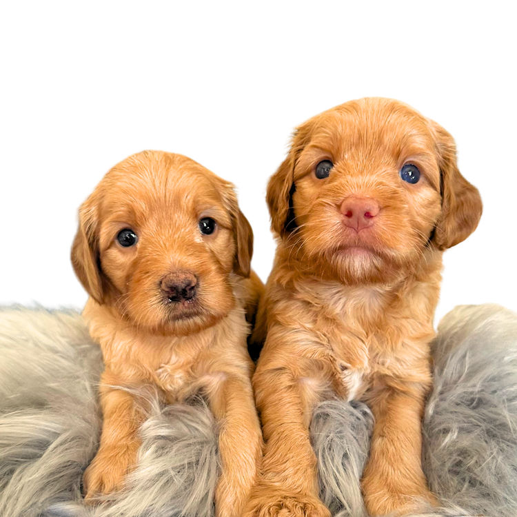 Daley Connections Australian Cobberdogs