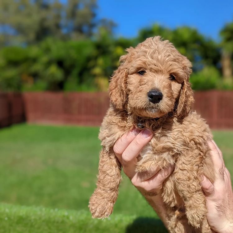 do you dock goldendoodles tails