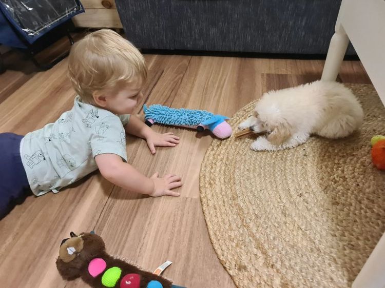 BellaPeach Poodles ANKC & MDBA