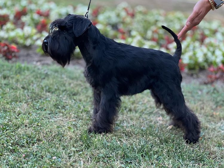 Silva Whisker Schnauzers