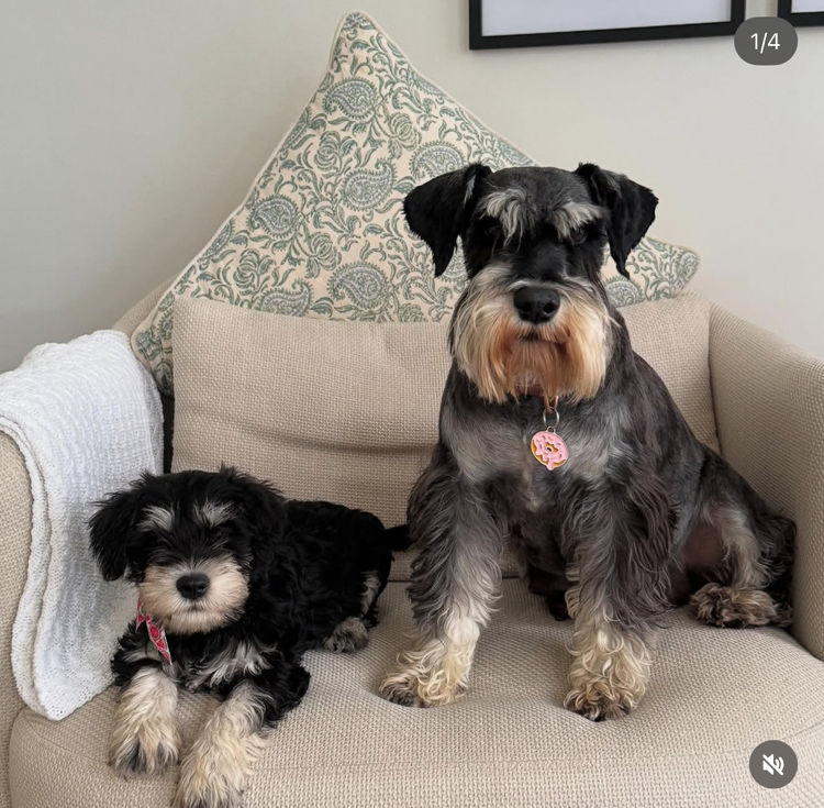 Silva Whisker Schnauzers