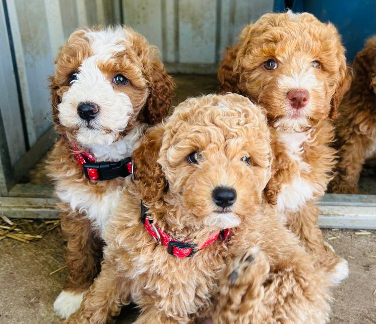 Rocky point Labradoodles