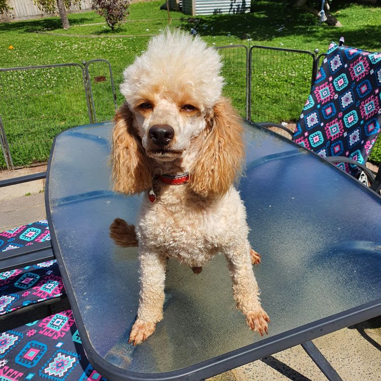 Shirbec Poodles