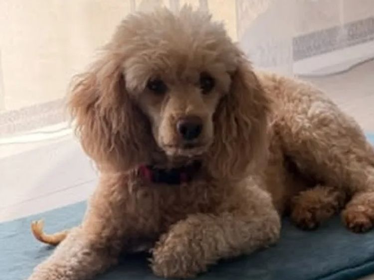 Shirbec Poodles