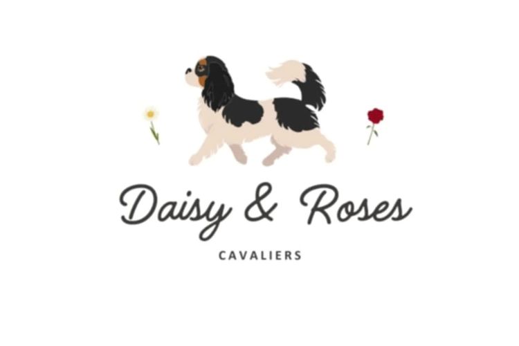 Daisy's And Roses Cavaliers