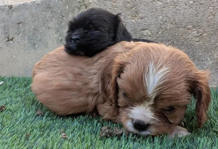 Daisy's And Roses Cavaliers