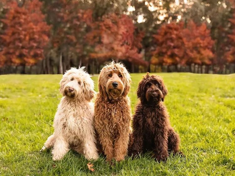 Wattleview Australian Cobberdogs