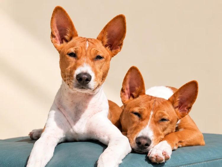 Bakundu Basenjis