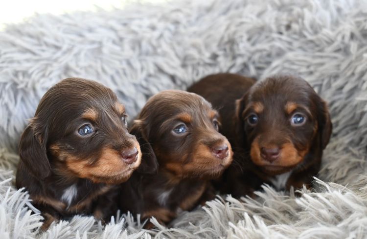 Doney Dachies