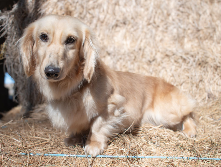 Doney Dachies