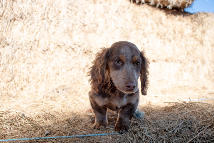 Doney Dachies