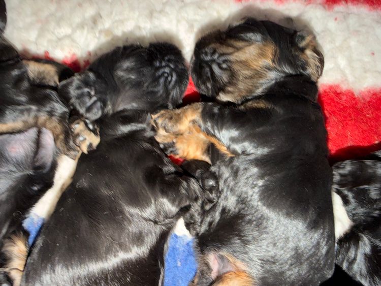 TARYK American Cocker Spaniels