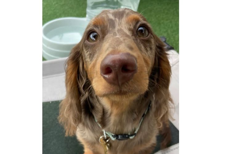 Dach of Pawfection (MDBA - Living Water)