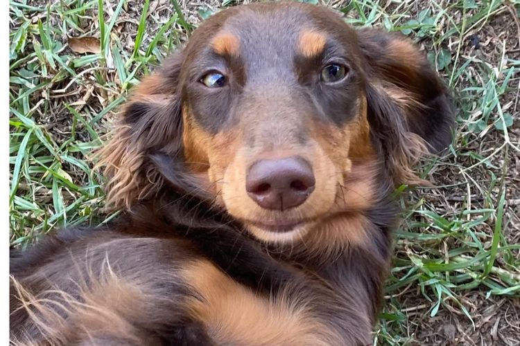 Dach of Pawfection (MDBA - Living Water)