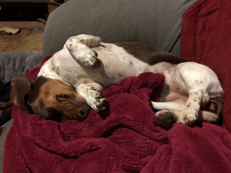 Dach of Pawfection (MDBA - Living Water)