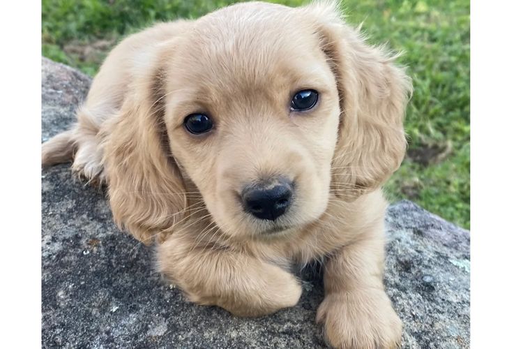 Dach of Pawfection (MDBA - Living Water)